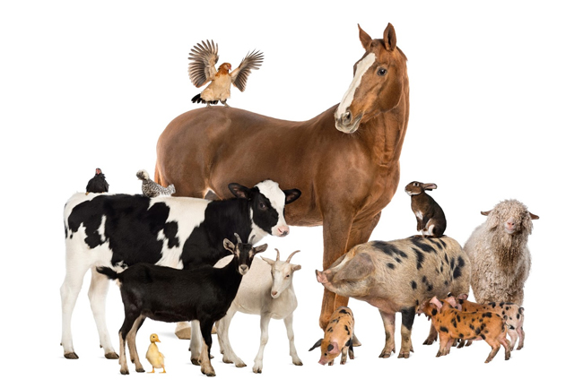 Cabinet gives nod to gazette Animal Welfare Draft Bill