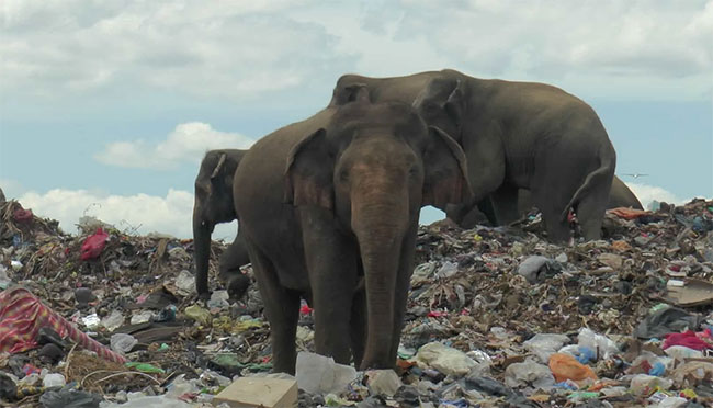 Elephants dying from eating plastic waste in Sri Lankan dump