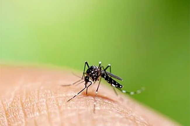 Dengue cases in Sri Lanka on the rise again