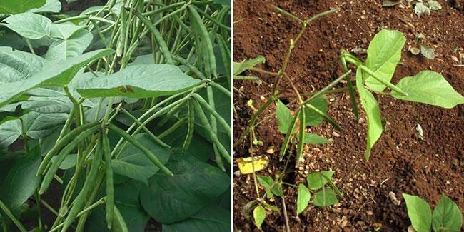 Govt to support green gram cultivation in lands not suitable for paddy
