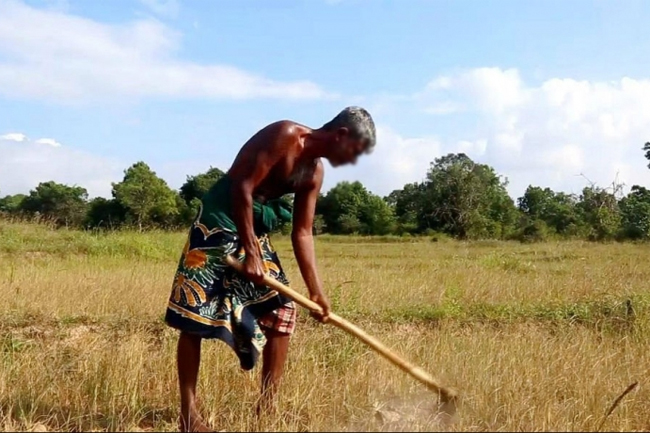 Govt to pay incentive of Rs. 50,000 per hectare for crop damages