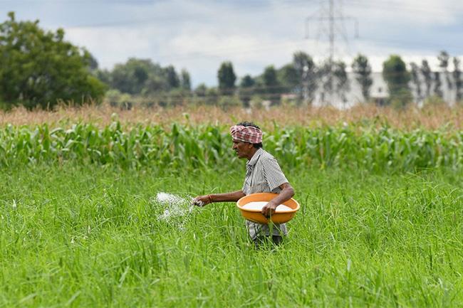 Sri Lanka receives assurance of urea supplies from India
