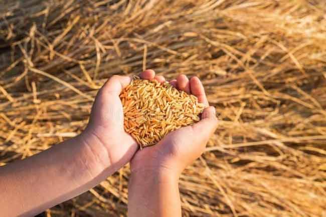Prices of paddy to be purchased by PMB
