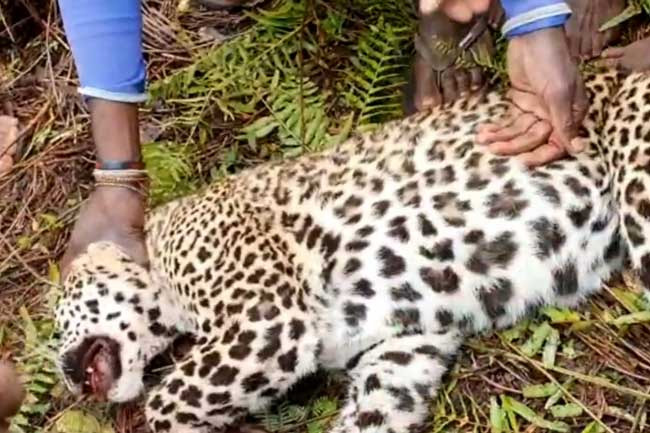 Leopard death in Hatton: report reveals cause of death