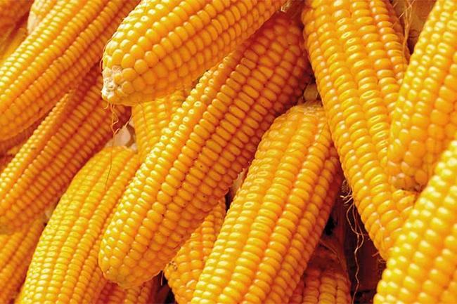 Special commodity levy on imported maize