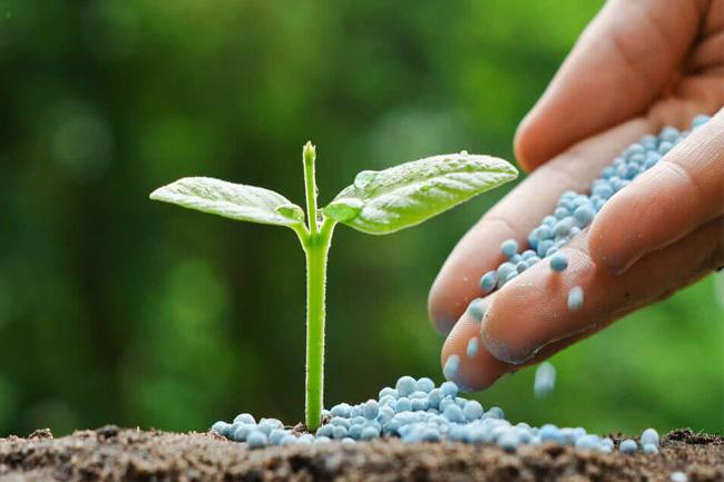 Companies permitted to import urea fertilizer required for Maha season
