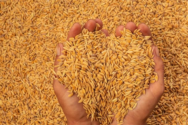 Agriculture Ministry says adequate paddy stocks available