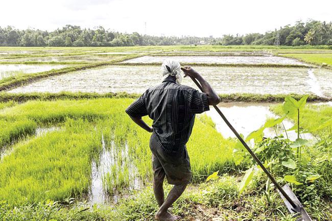 Maha Season to be impacted by substandard pesticides?