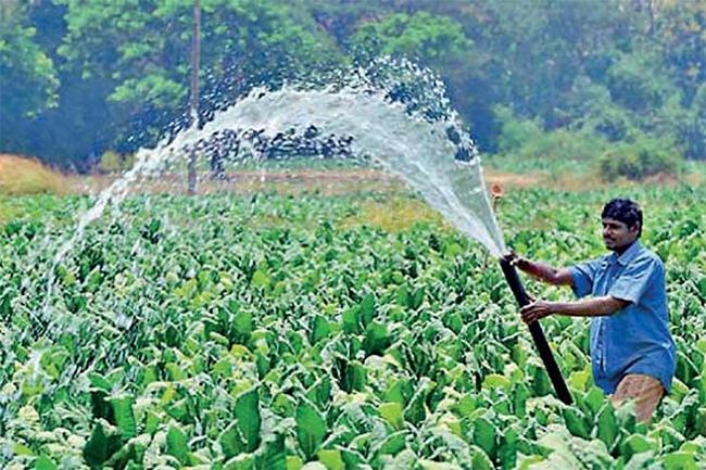 5,000 hectares of land to be used to prepare for predicted food crisis