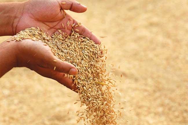 Govt to resume registration of paddy mill owners