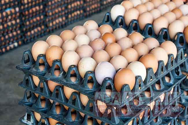 CAA to submit new maximum retail price for eggs to courts today