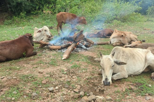 Meat transportation permitted islandwide