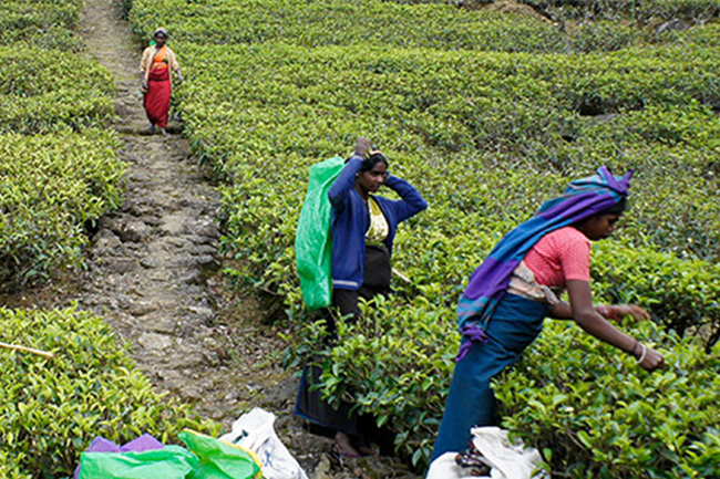 Series of events appreciating upcountry Tamils to be hosted