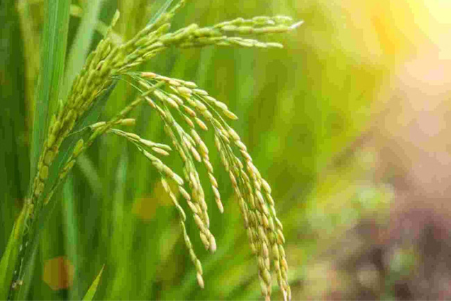 Paddy purchases through District & Divisional Secretariats for 2023 Maha season