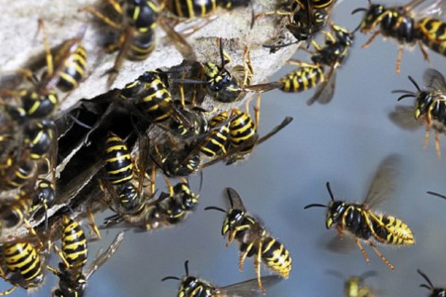 Wasp attack kills 12-year-old