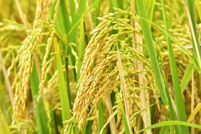Govt reveals certified price to purchase paddy from farmers in Maha season