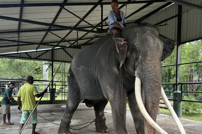Ailing Thai jumbo elephant in Sri Lanka to return home in July