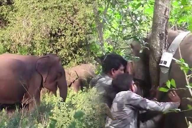 Sri Lanka deploys GPS technology to address human-elephant conflict