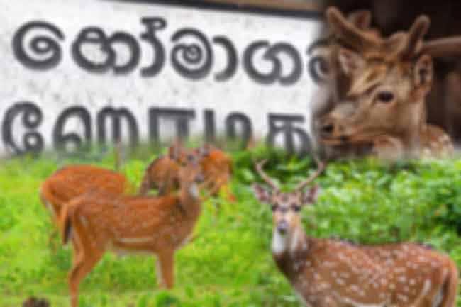 Homagama’s growing deer population to be relocated to suitable habitat