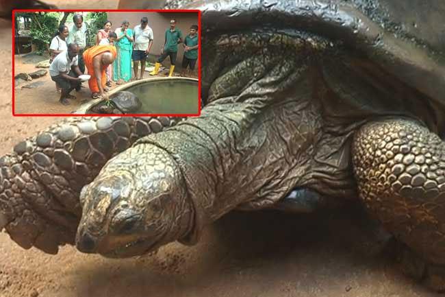 Sri Lanka’s oldest living animal anointed with oil for New Year at National Zoo
