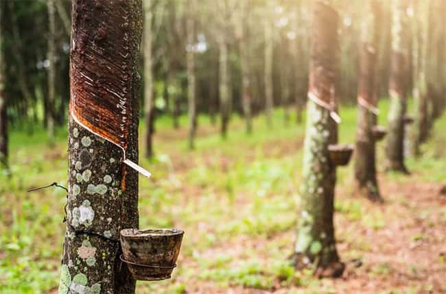 Sri Lanka’s rubber exporters seek tariff relief to compete in US market