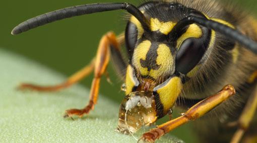 21 tea pluckers hospitalized after wasp attack