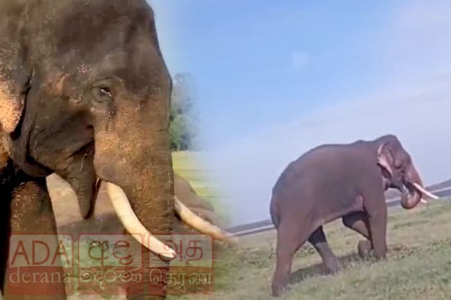 Majestic tusker ‘Sapumal’ injured in shooting, condition critical