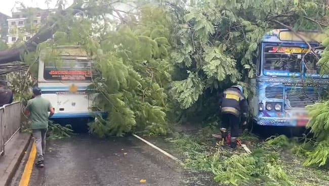 Tree falls on bus in Colombo, causing traffic congestion