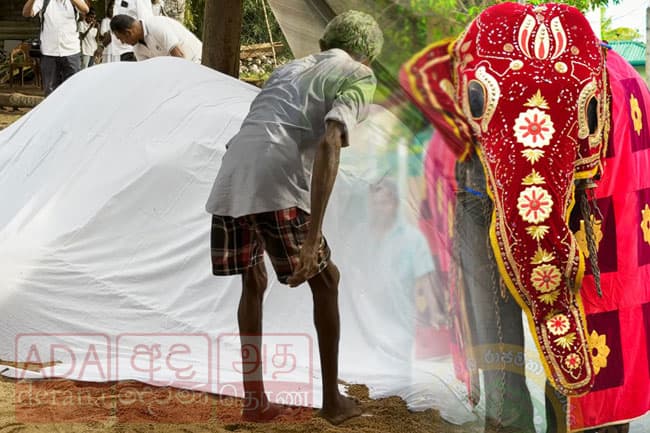 Tusker ‘Manika’ of Bellanwila Temple passes away