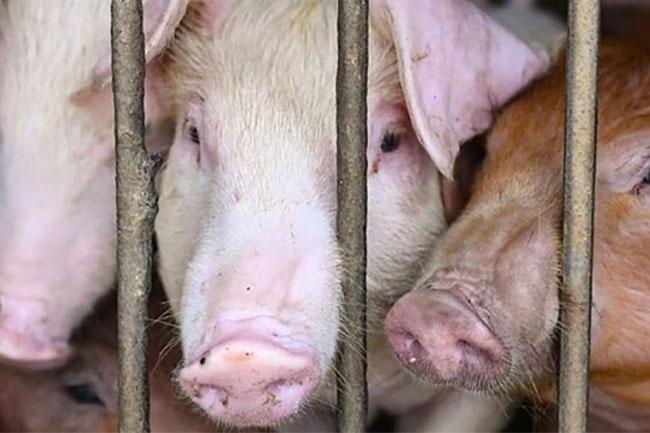 Gazette issued with measures to prevent spread of African swine fever