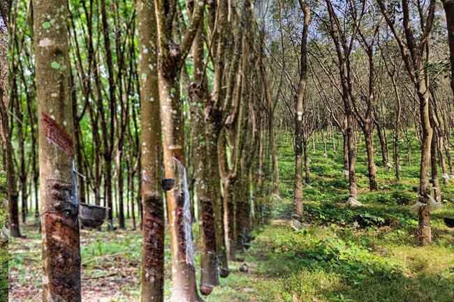 Sri Lanka launches GIS-based rubber land mapping program