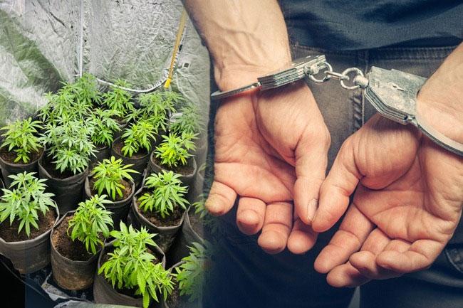 Foreign national arrested for cultivating ‘Kush’ cannabis in rented house in Akmeemana