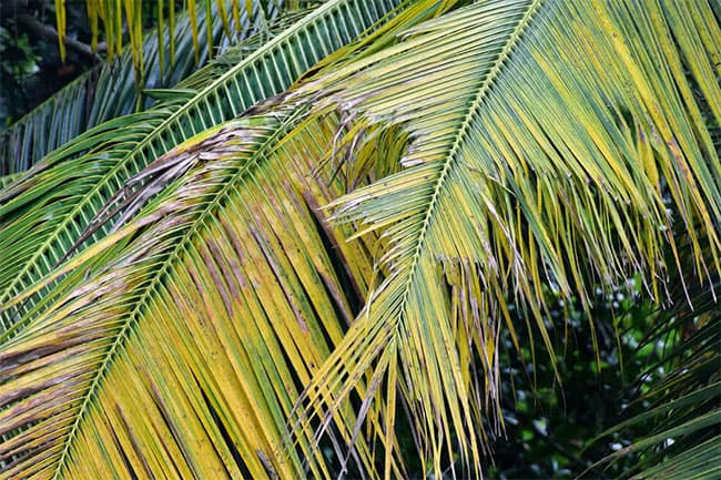 Coconut plantations in Puttalam affected by caterpillar outbreak