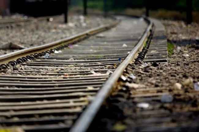 Wild elephant killed after being hit by freight train