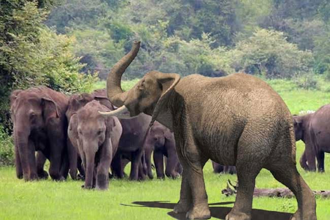Human-Elephant Conflict: Project launched to drive away wild elephants living outside protected areas