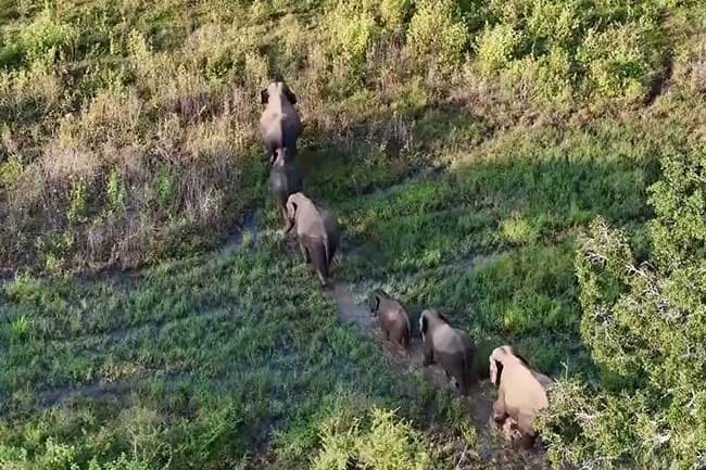 No Ministry approval to drive wild elephants into forest reserves – Spokesperson