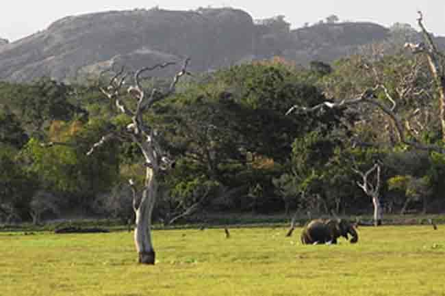 National parks and Dehiwala Zoo to reopen tomorrow