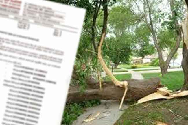 Phone numbers introduced to report trees that pose risk to public