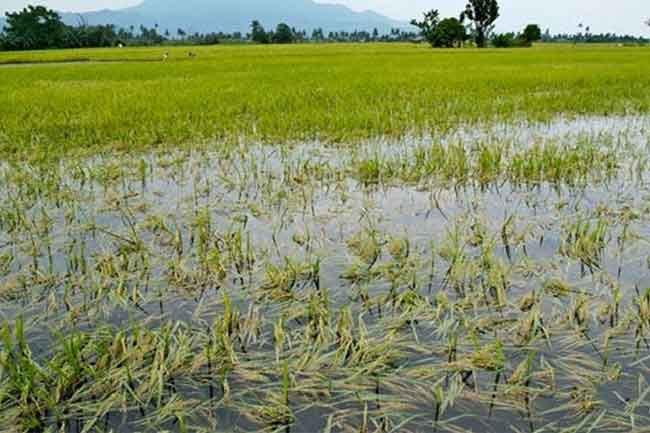 Permission granted to restore paddy fields severely damaged due to floods caused by Cyclone Ditwah