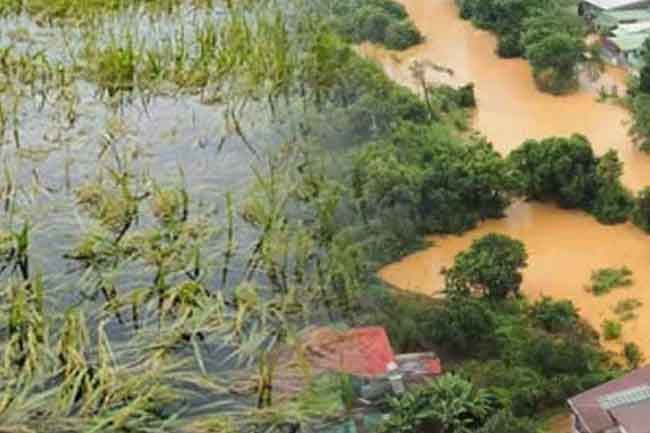 Over 100,000 hectares of paddy fields damaged due to adverse weather