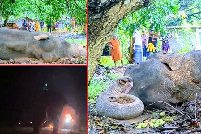 Probe launched to arrest person responsible for torturing and setting fire to wild elephant in Mihintale