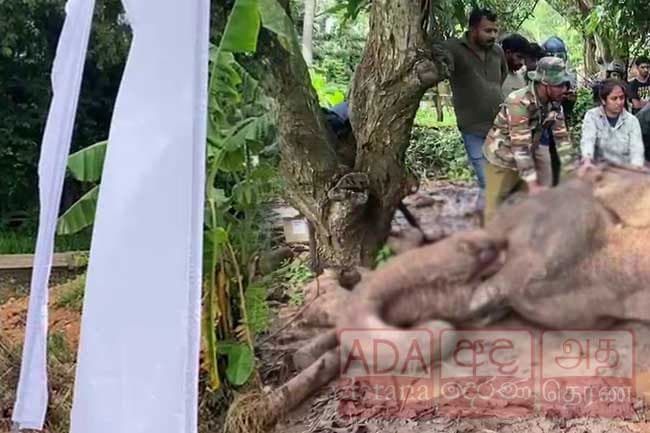 Three suspects arrested in connection with torturing and setting fire to wild elephant in Mihinthale