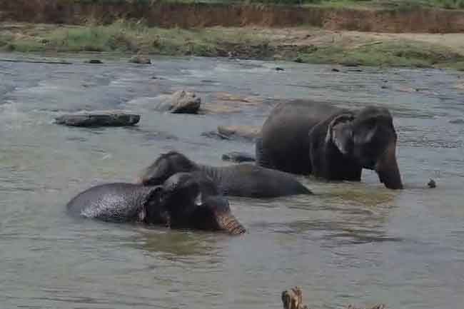 Bathing of Pinnawala elephants at Ma Oya resumes following clearance of debris