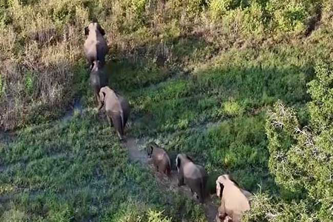 Minister accuses wildlife officials of inaction over wild elephants