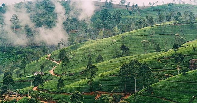 Nuwara Eliya temperature drops to 14°C, 173 mm rainfall recorded in Lahugala