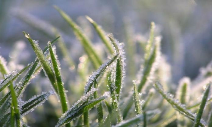 Temperature in Nuwara Eliya drops to 3.5°C
