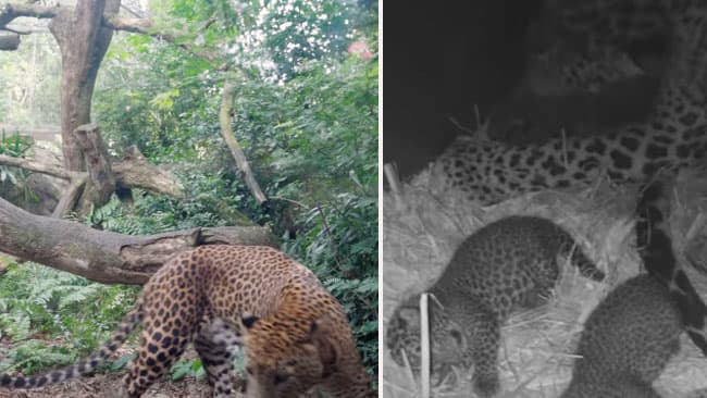 Rare Sri Lankan leopard gives birth to 3 cubs in Singapore Zoo