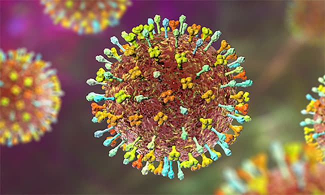 Myanmar steps up Nipah virus monitoring, issues travel health advisory