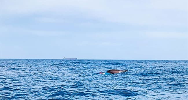 Fisherman missing after boat capsizes in seas off Eravur