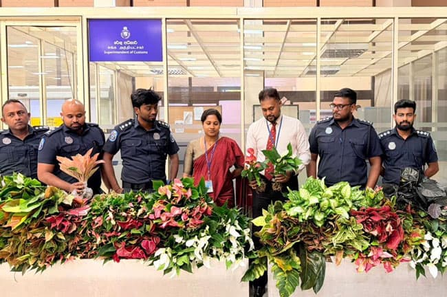 Two women arrested at BIA over attempt to smuggle in 436 Anthurium plants